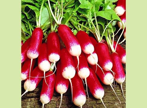Редис, Raphanus sativus