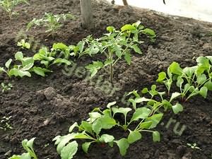 Выращивание редиса своими руками