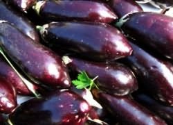 Лучшая стадия снятия плодов - это фаза технической спелости