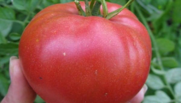 Сорта помидор для юга украины